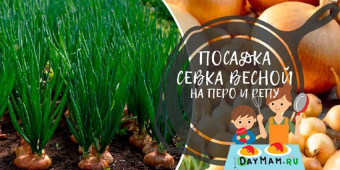 Cibule navigace v otevřené zemi - kdy a jak rostlina